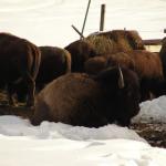 Buffalos on the road